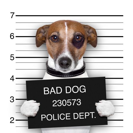 Jack Russell in mug shot for being a bad dog