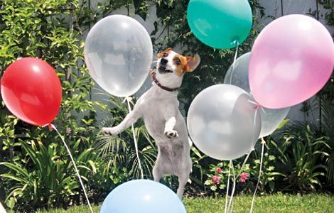 jack russell dog jumping in the garden with balloons