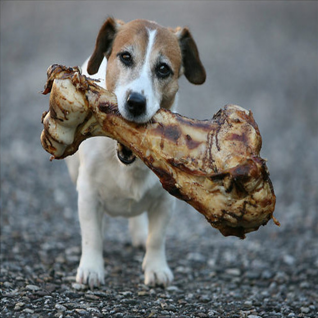 A Jack Russell Terrier with a large bone in its mouth while walking
