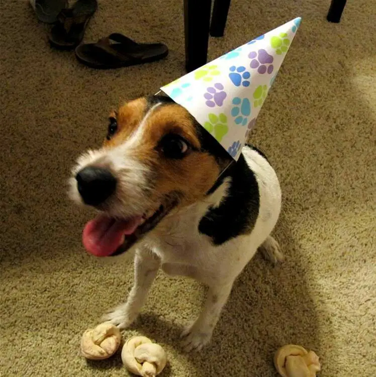 happy and smiling jack russell dog wearing a birthday hat