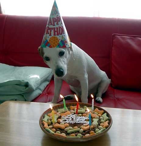 Jack Russell dog celebrating birthday