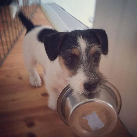 15 Foods Your Jack Russell Should Never Eat The Paws