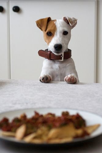 A Jack Russell Terrier puppy staring at the food on the table in front of him