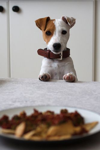 A Jack Russell Terrier puppy staring at the food on the table in front of him