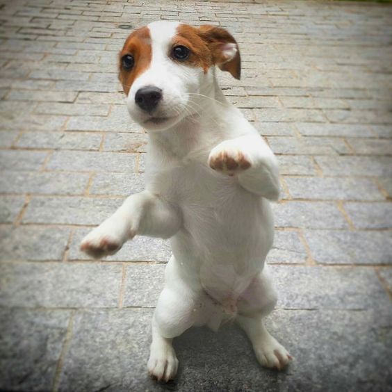 Jack Russell puppy standing up