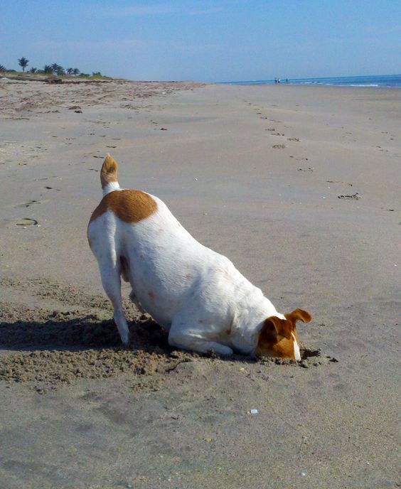 jack russell digging at the beach