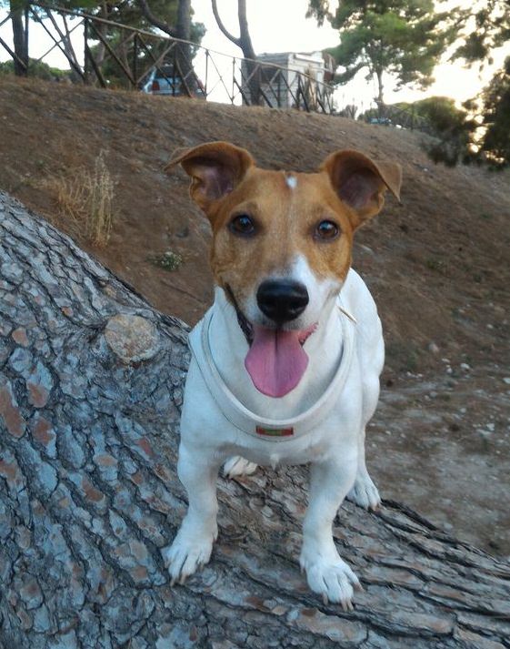 Jack Russell dog at the park with its tongue out