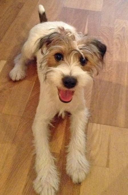 Jack Russell Terrier lying on the floor while smiling