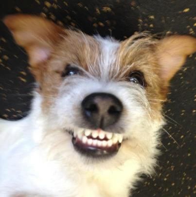 Jack Russell Terrier smiling with its full teeth