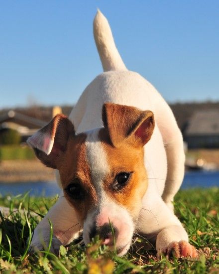 Jack Russell Terrier in play bow position