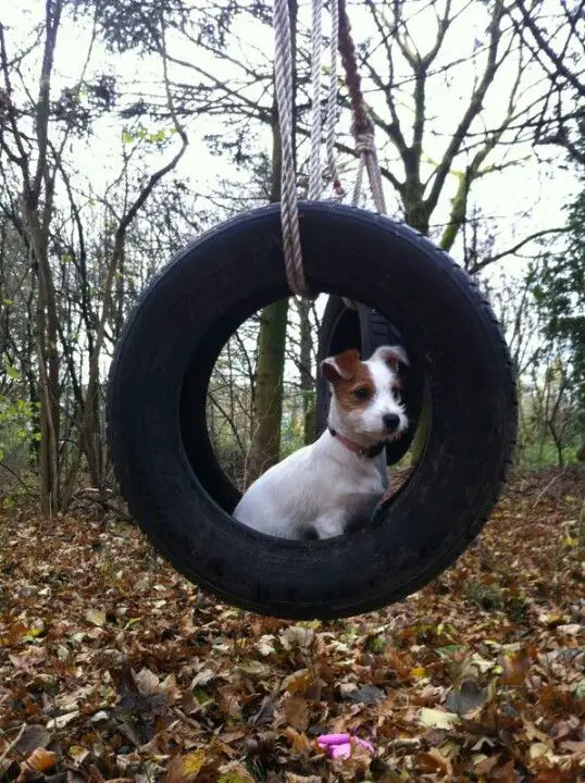 Jack Russell Terrier sitting on a tire swing