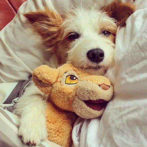 Jack Russell Terrier in bed with its lion stuffed toy