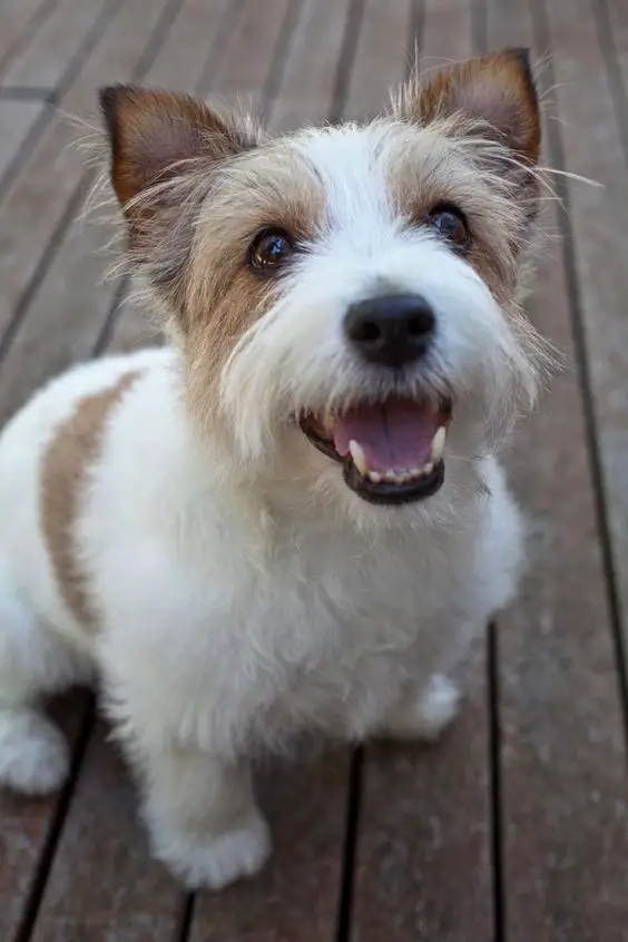 smiling Jack Russel Terrier while sitting on the floor