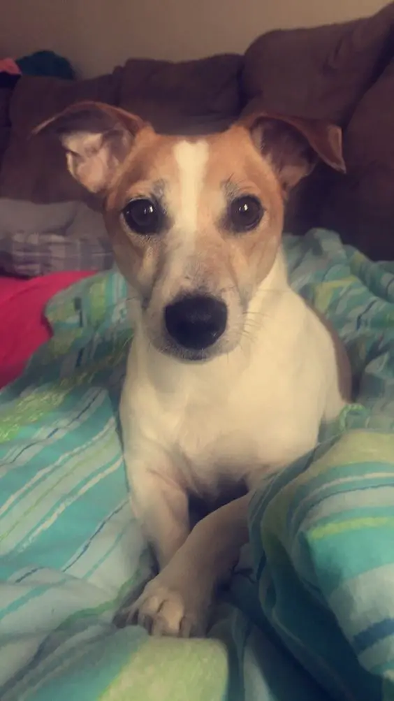 Jack Russell Terrier on the bed