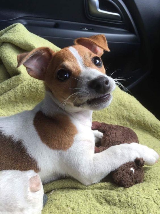 Jack Russell Terrier lying inside the car