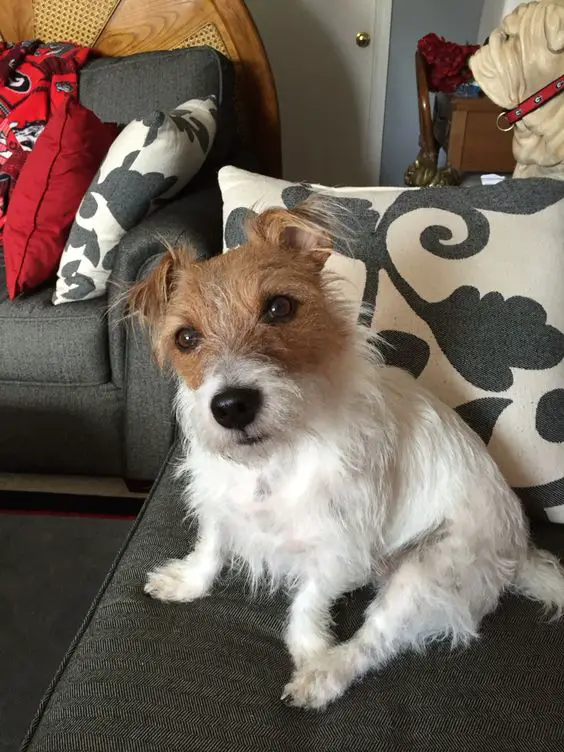 Jack Russell Terrier sitting on top of the couch