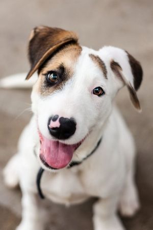 smiling Jack Russell Terrier while sitting on the ground