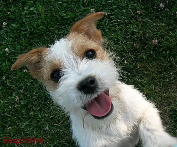 smiling Jack Russell Terrier while jumping<img src=
