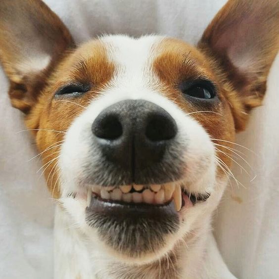 smiling face of Jack Russell Terrier
