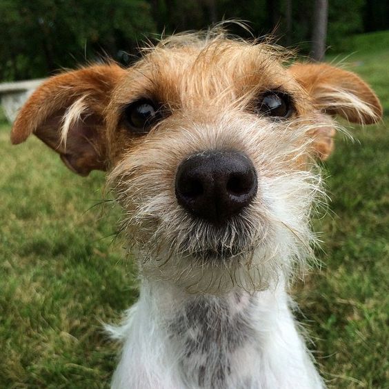 adorable face of Jack Russell Terrier
