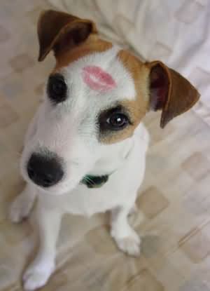 Jack Russell Terrier sitting on the floor with a kiss mark on its forehead