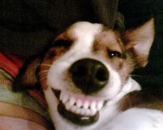Jack Russell Terrier smiling big