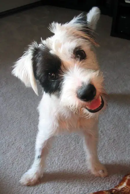 smiling Jack Russell Terrier