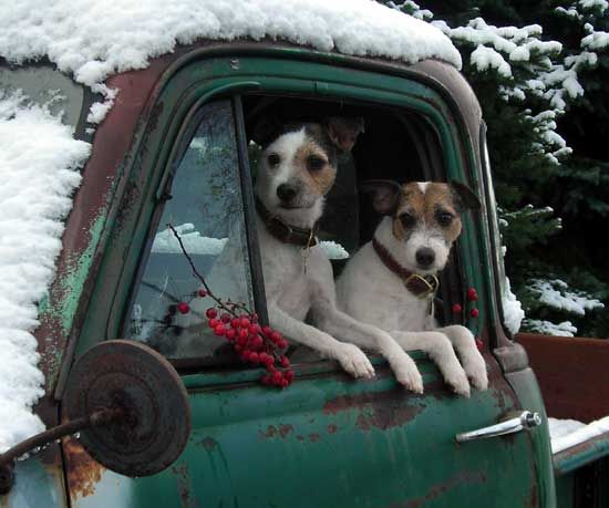 two Jack Russell Terriers inside the car