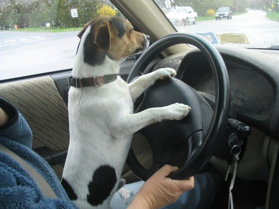Jack Russell on a steering wheel of a car