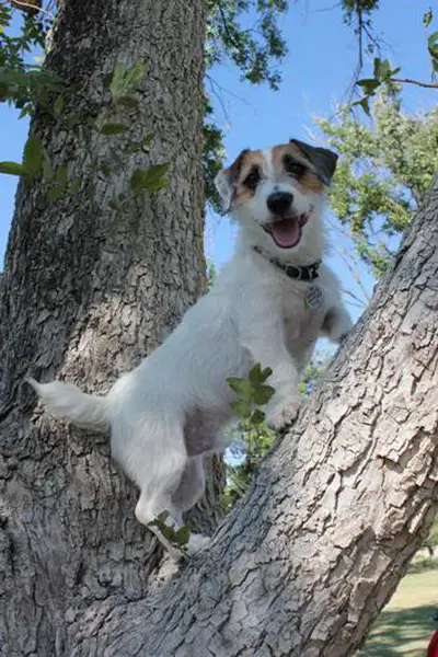 jack russell dog climbing on a tree