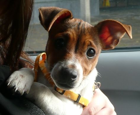  Jack Russell in its owners arms