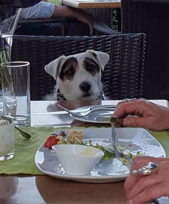Jack Russell dog sitting on the chair while watching its owner's food with sad eyes