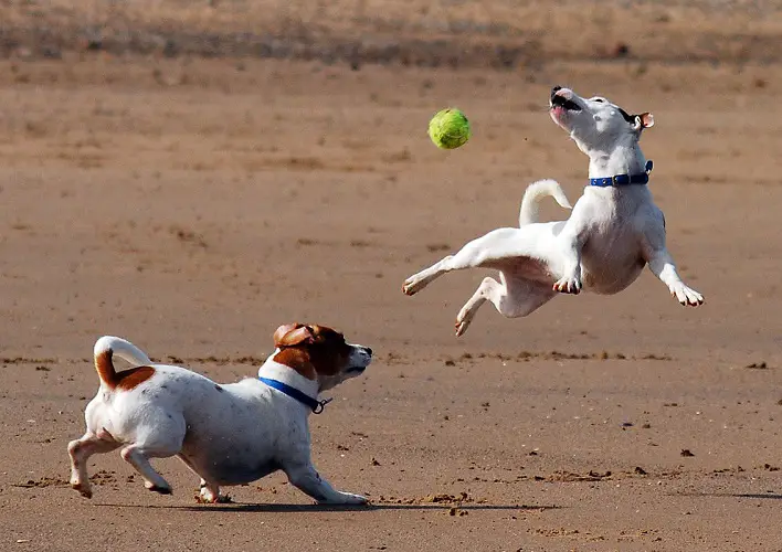 two jack russell dogs playing ball