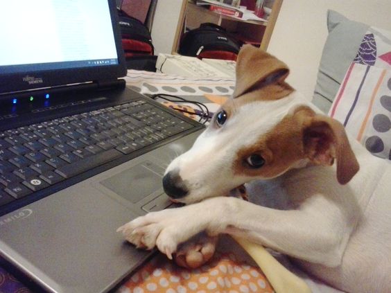 Jack Russell with its nose on top of the laptop in the bed