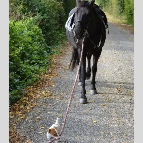 A Jack Russell Terrier leading the horse to walk on the road