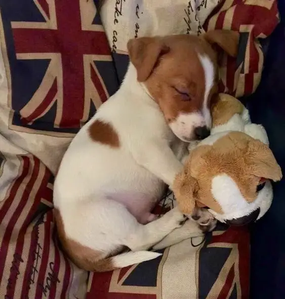 Jack Russell puppy sleeping with its stuffed toy