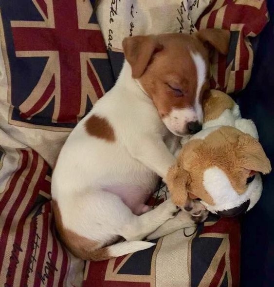 Jack Russell puppy sleeping with its stuffed toy