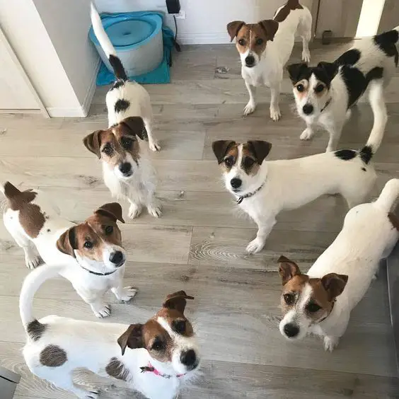 pack of Jack Russell dogs looking