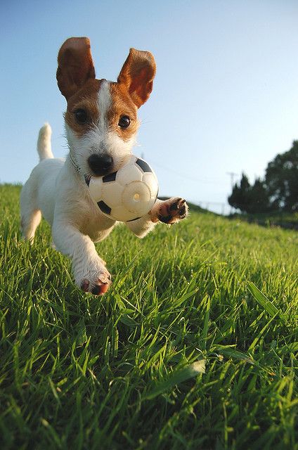 Jack Russell running with a ball in its mouth