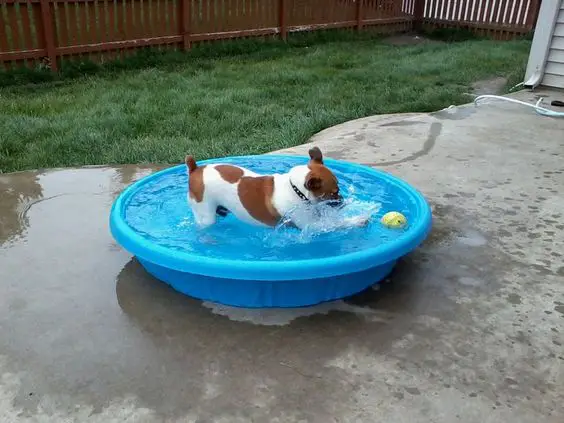 jack russell dog swimming in the pool