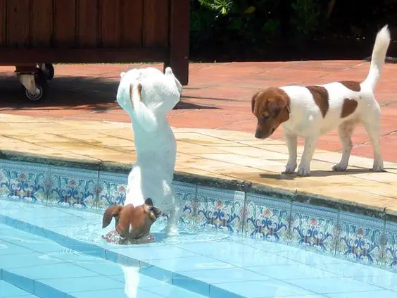 two jack russell dogs at the pool