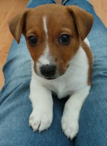 Jack Russell puppy on its owners lap