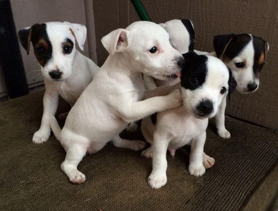 Jack Russell puppies playing with each other