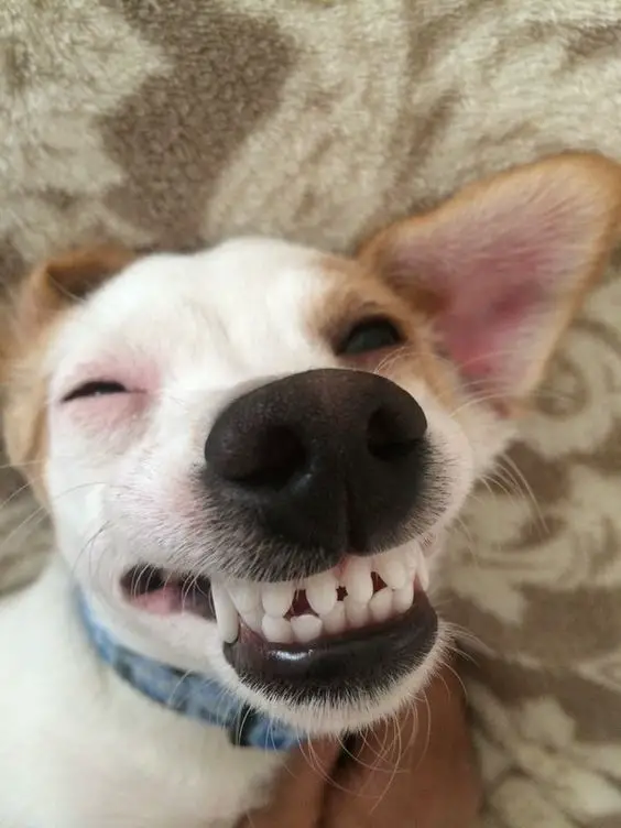 A Jack Russell Terrier lying on the bed while smiling with its full teeth