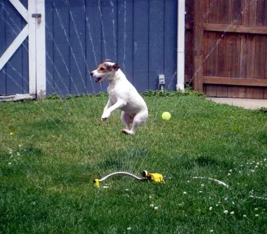 jack russell dog jumping in the garden while the sprinkler is spraying water