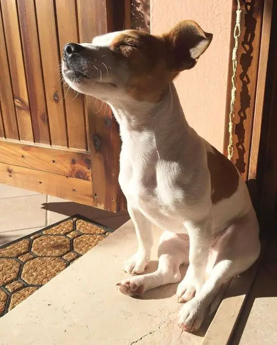 jack russell dog sunbathing while closing its eyes