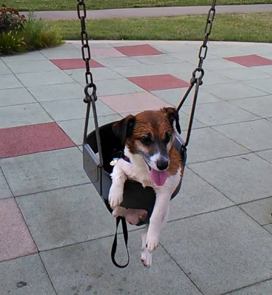 Jack Russell dog in swing