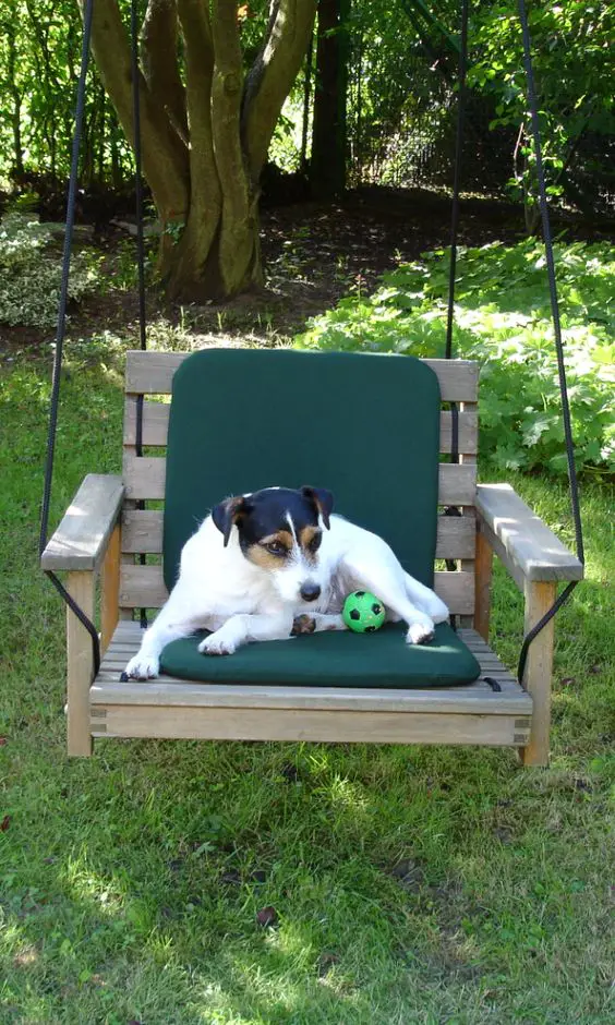 Jack Russell dog resting on a chair with its ball