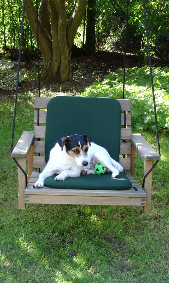 Jack Russell dog resting on a chair with its ball