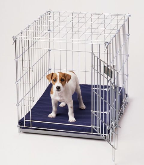 A Jack Russell Terrier standing inside the crate
